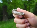 blindworm